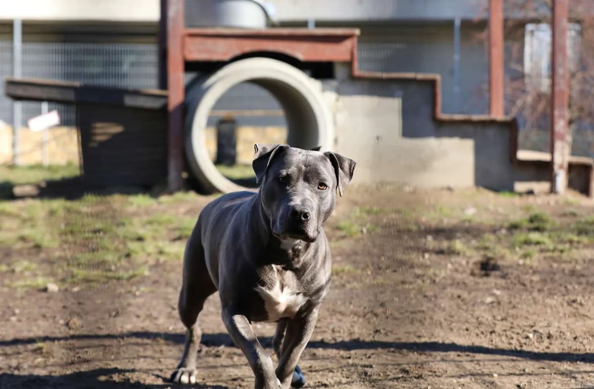 Nero, male senior Staffordshire Bull Terrier for adoption at Tierheim Berlin Falkenberg, Berlin