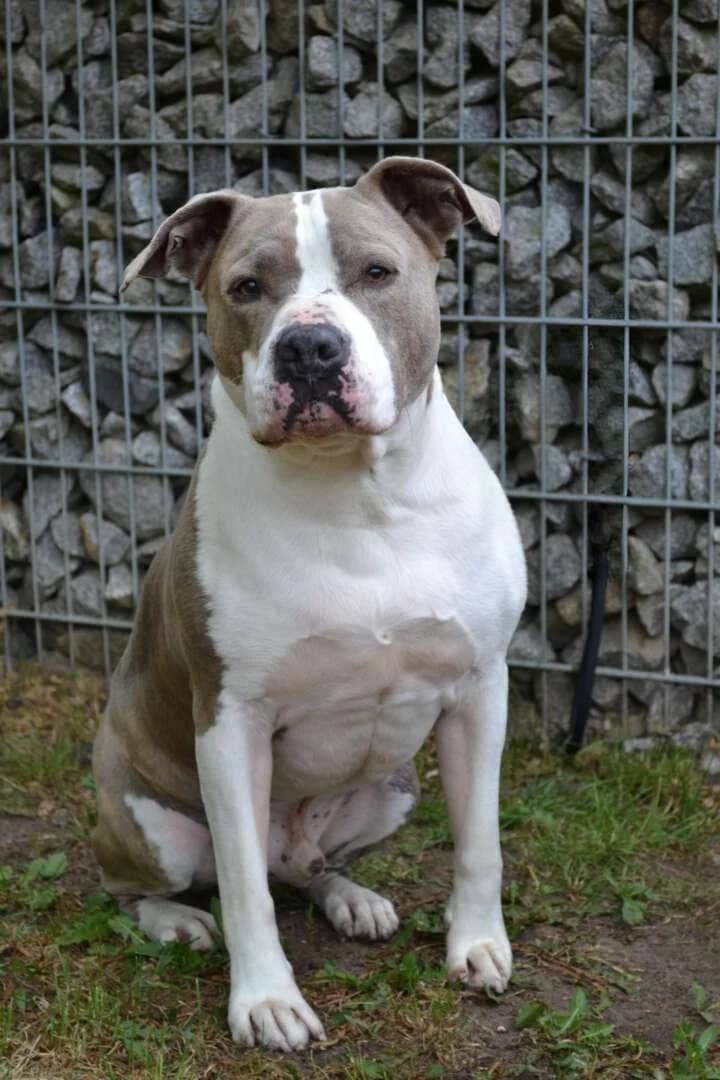 Graf, male senior Staffordshire Bull Terrier for adoption at Tierheim Berlin Falkenberg, Berlin