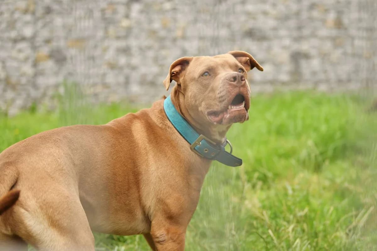 TJ (Tommy Junior), male senior Staffordshire Bull Terrier for adoption at Tierheim Berlin Falkenberg, Berlin