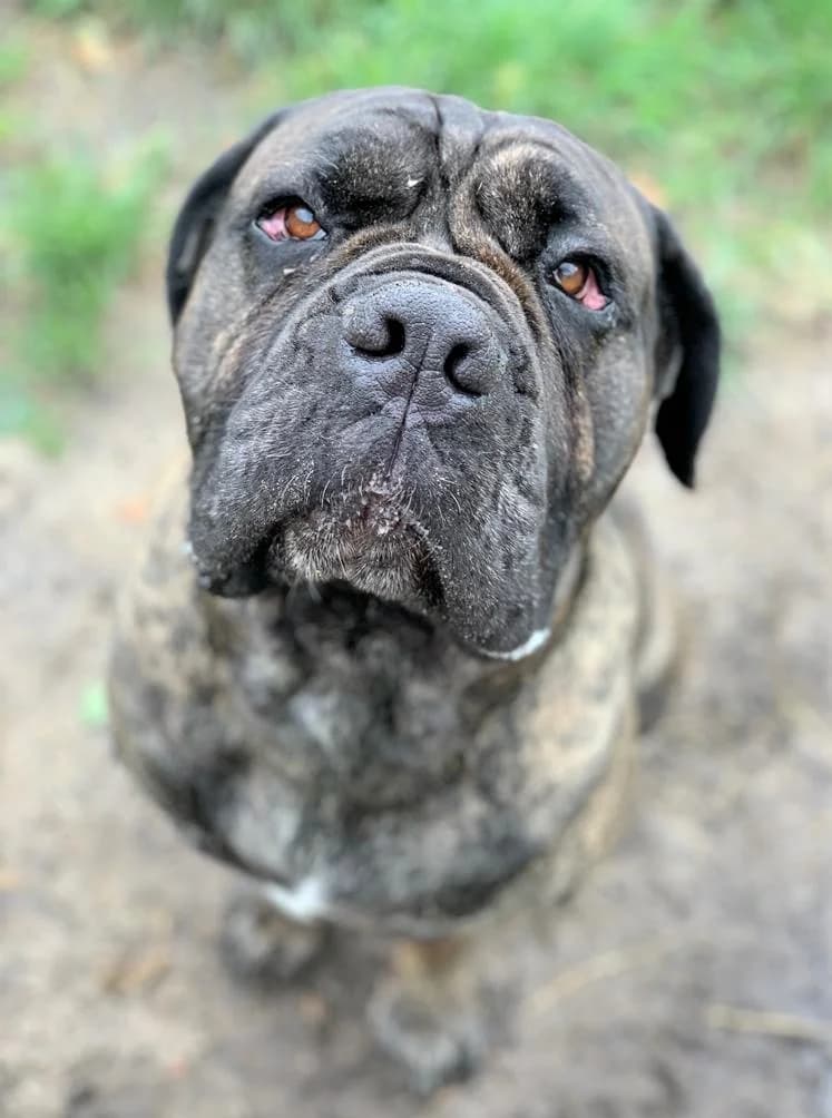 Dante, male 6yo mixed breed for adoption at Tierheim Berlin Falkenberg, Berlin