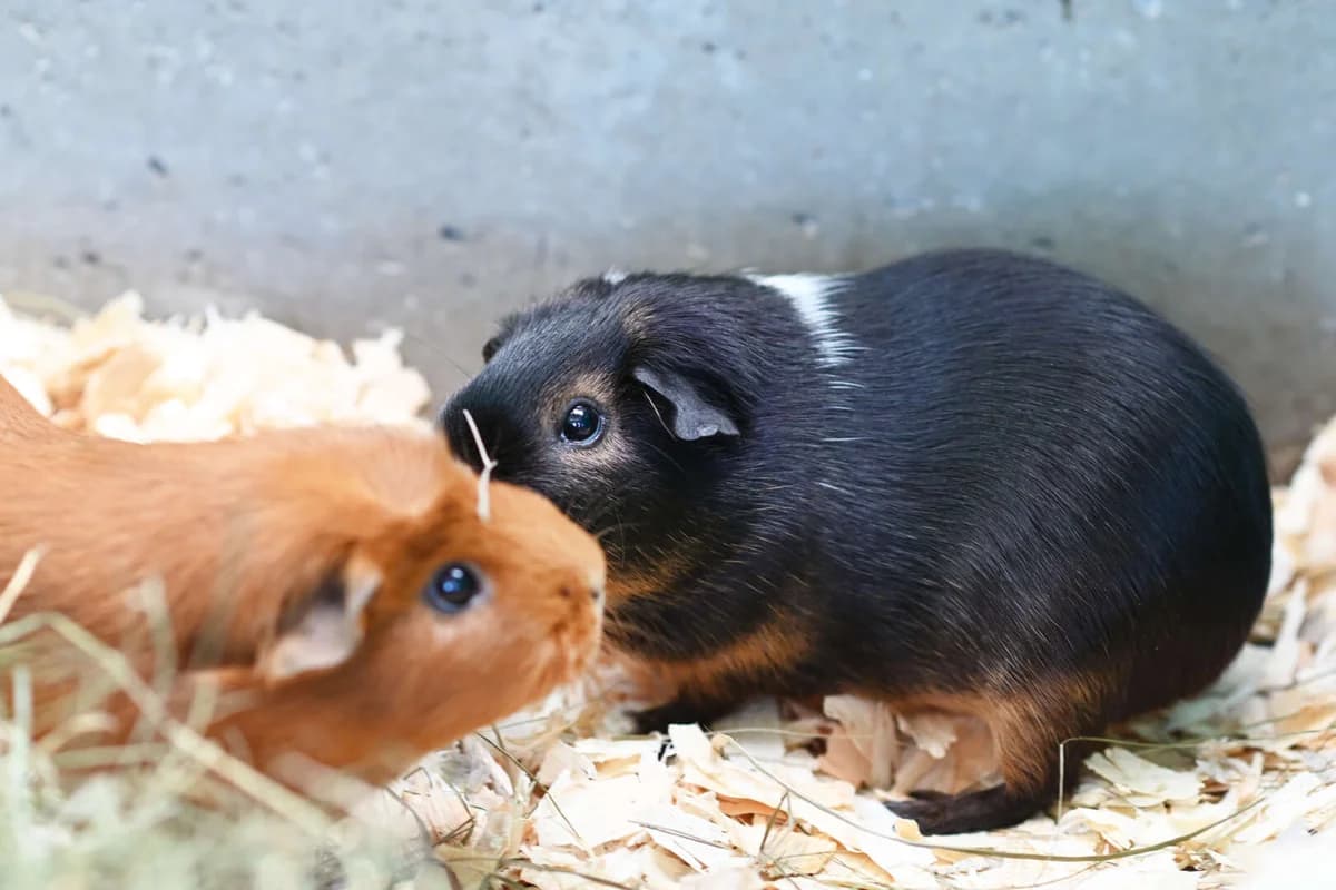 Maggie & Peter, mixed breed for adoption at Tierheim Berlin Falkenberg, Berlin