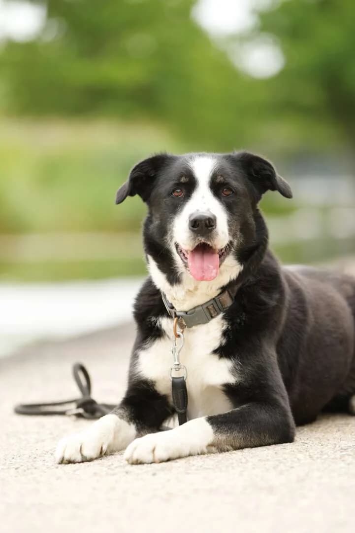 Miko, male senior Border Collie for adoption at Tierheim Berlin Falkenberg, Berlin