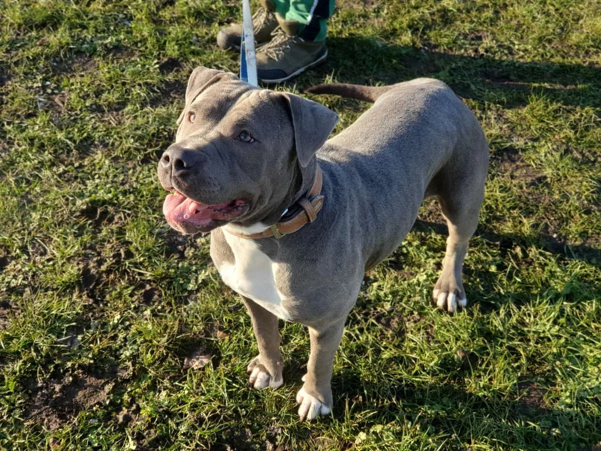 Maya, female 7yo Staffordshire Bull Terrier for adoption at Tierheim Berlin Falkenberg, Berlin