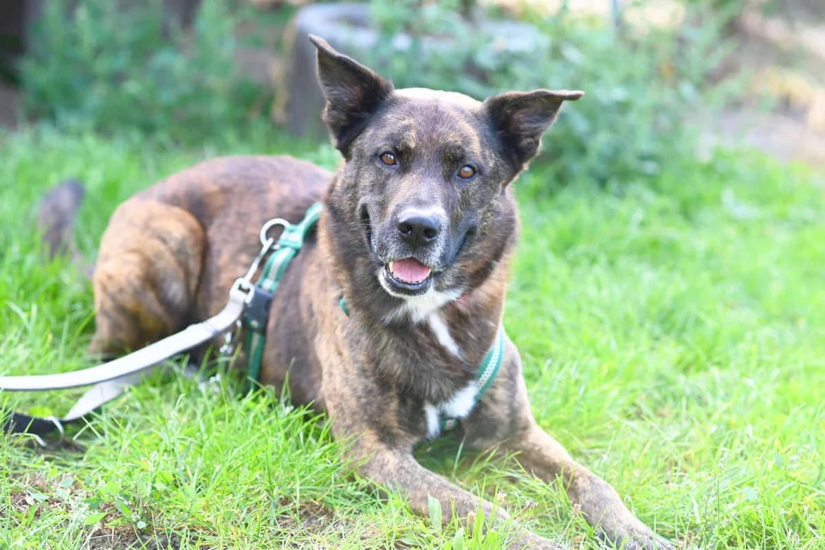 Zeus, male mixed breed for adoption at Tierheim Berlin Falkenberg, Berlin