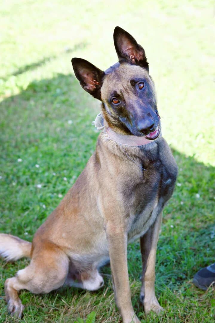 Nacho, male 6yo Belgian Malinois for adoption at Tierheim Berlin Falkenberg, Berlin