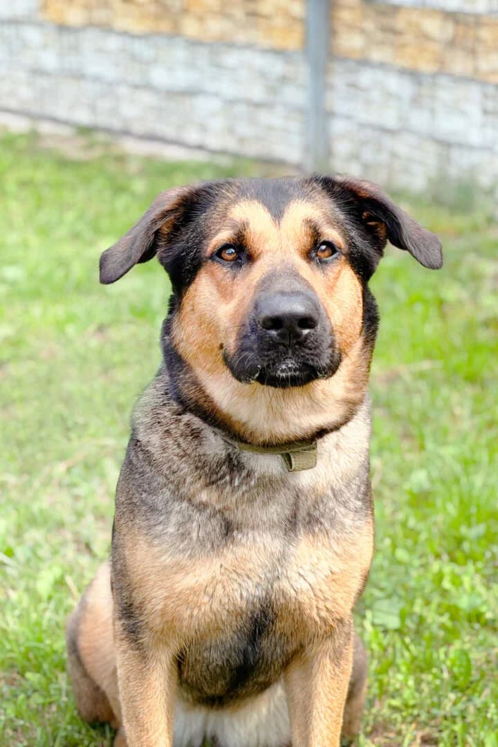 Vicky, female 3yo German Shepherd for adoption at Tierheim Berlin Falkenberg, Berlin