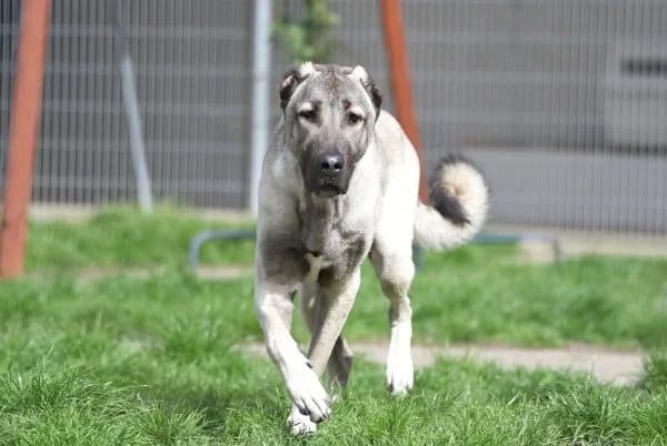 Spencer, male 4yo Kangal for adoption at Tierheim Berlin Falkenberg, Berlin