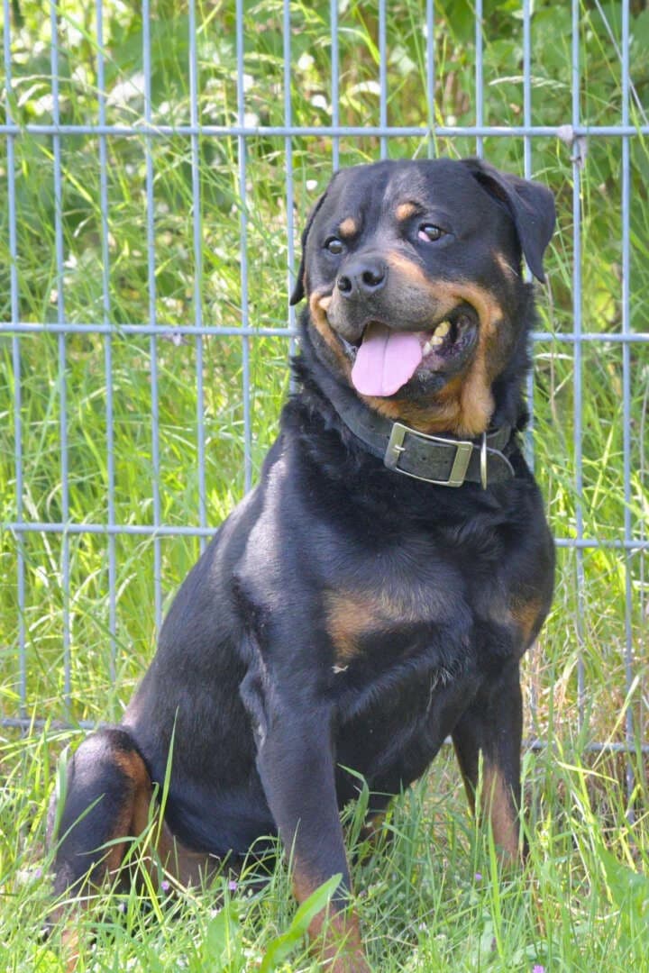 Roy, male Rottweiler for adoption at Tierheim Berlin Falkenberg, Berlin