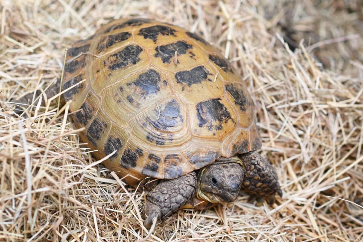Landschildkröten (herpespositiv), male mixed breed for adoption at Tierheim Berlin Falkenberg, Berlin