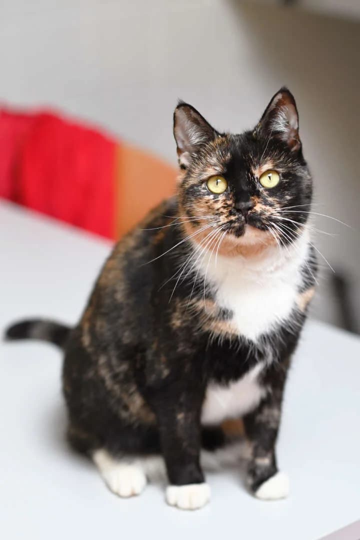 Jenny, female 6yo European Shorthair for adoption at Tierheim Berlin Falkenberg, Berlin