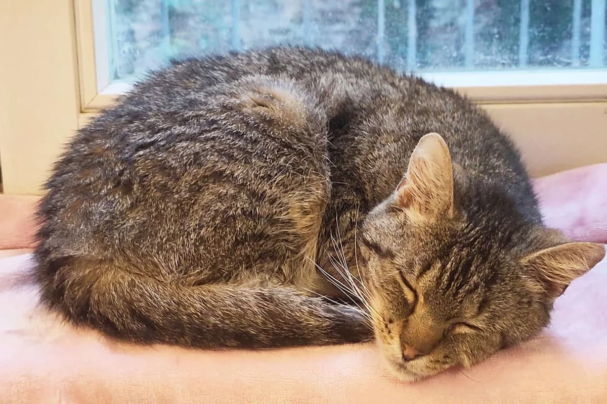 Hänschen Klein, male European Shorthair for adoption at Tierheim Berlin Falkenberg, Berlin