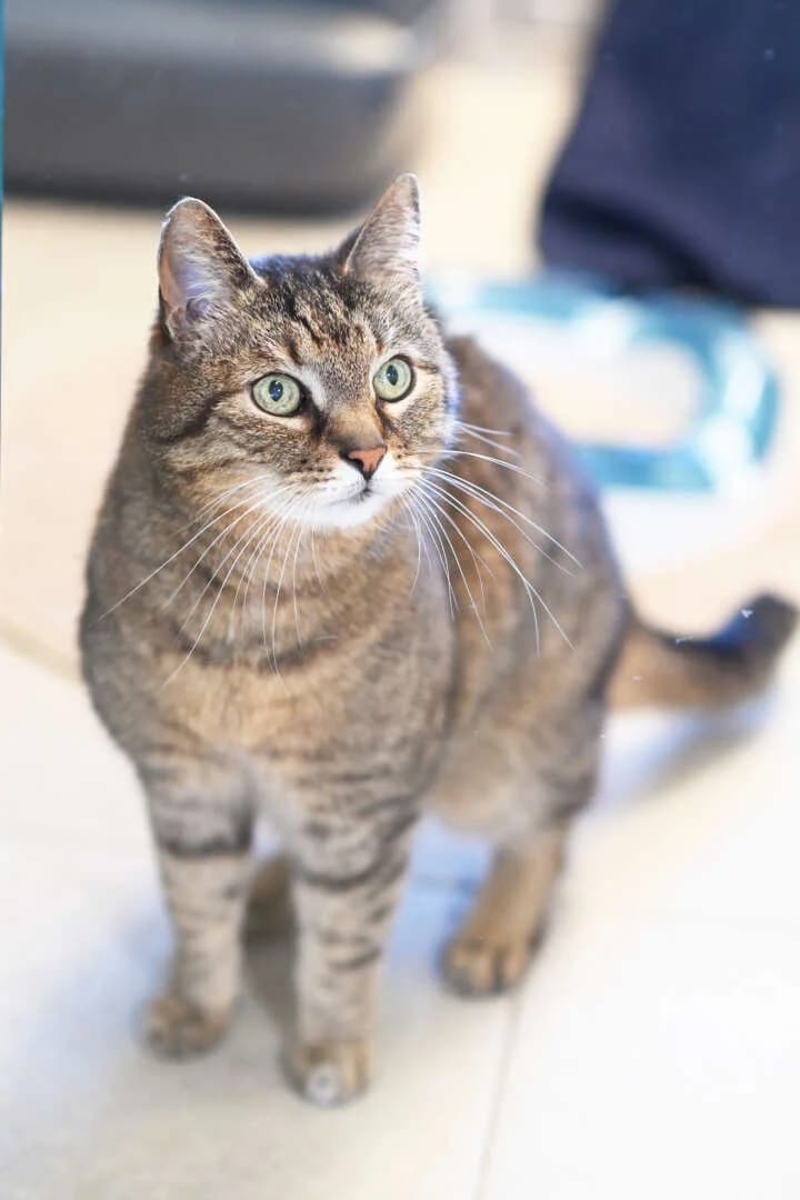 Bertl, male senior European Shorthair for adoption at Tierheim Berlin Falkenberg, Berlin