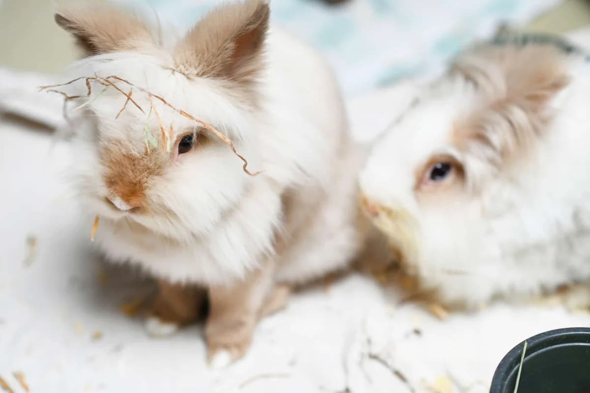 Moppel & Hopppel, 3yo mixed breed for adoption at Tierheim Berlin Falkenberg, Berlin