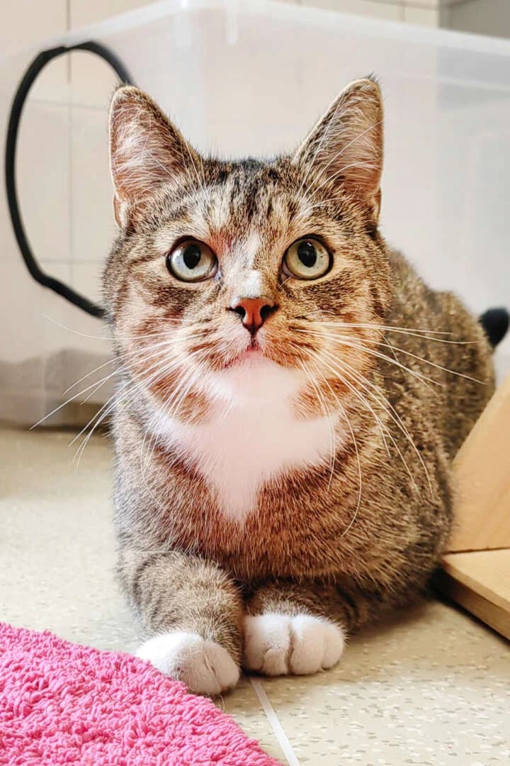 Merlin, male European Shorthair for adoption at Tierheim Berlin Falkenberg, Berlin