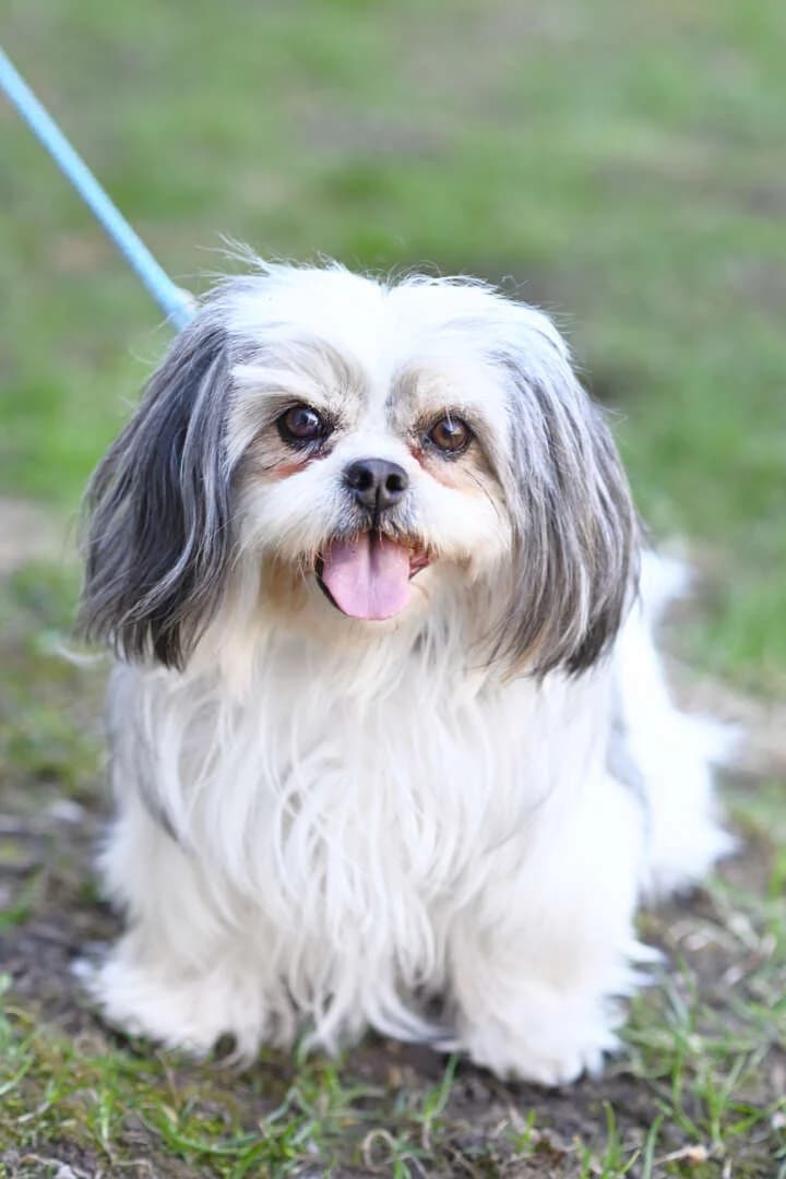 Loulou, female 3yo Shih Tzu for adoption at Tierheim Berlin Falkenberg, Berlin