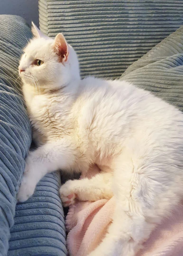 Kitty, female 3yo European Shorthair for adoption at Tierheim Berlin Falkenberg, Berlin