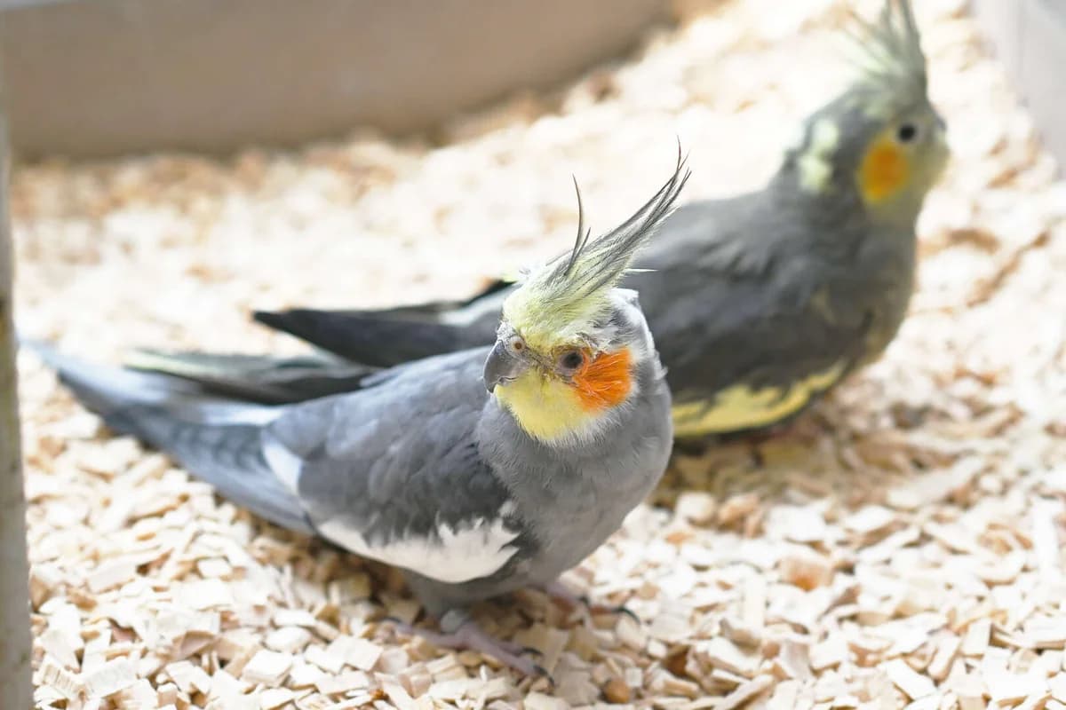 Granny & Dave, senior mixed breed for adoption at Tierheim Berlin Falkenberg, Berlin