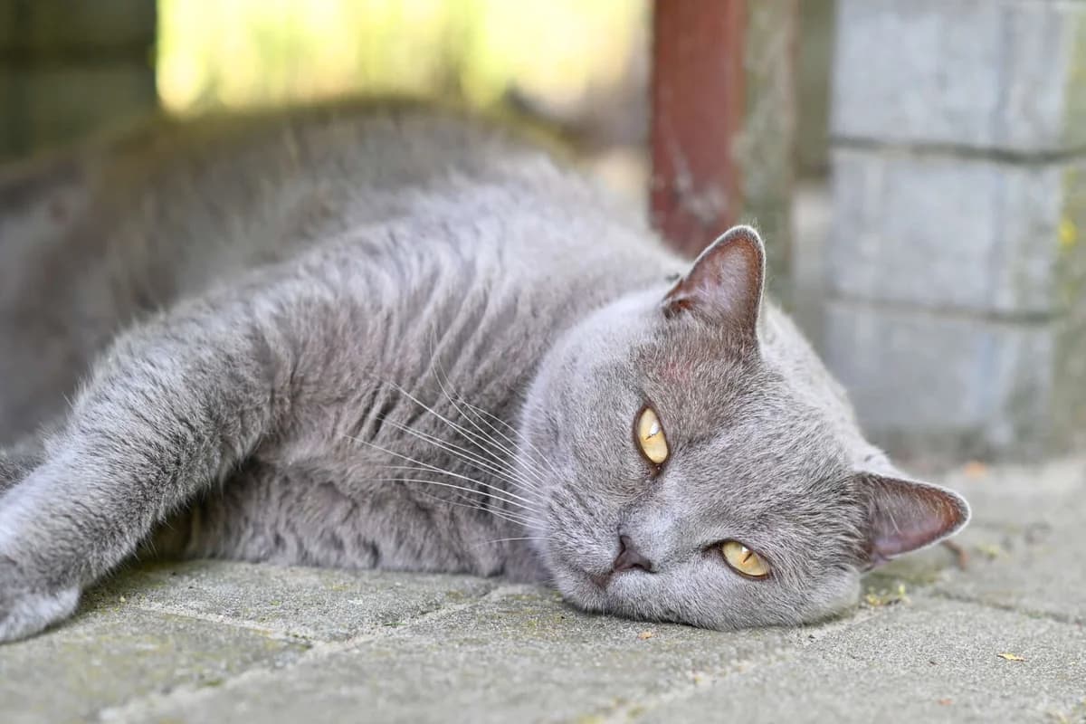Barsik, male senior British Shorthair for adoption at Tierheim Berlin Falkenberg, Berlin