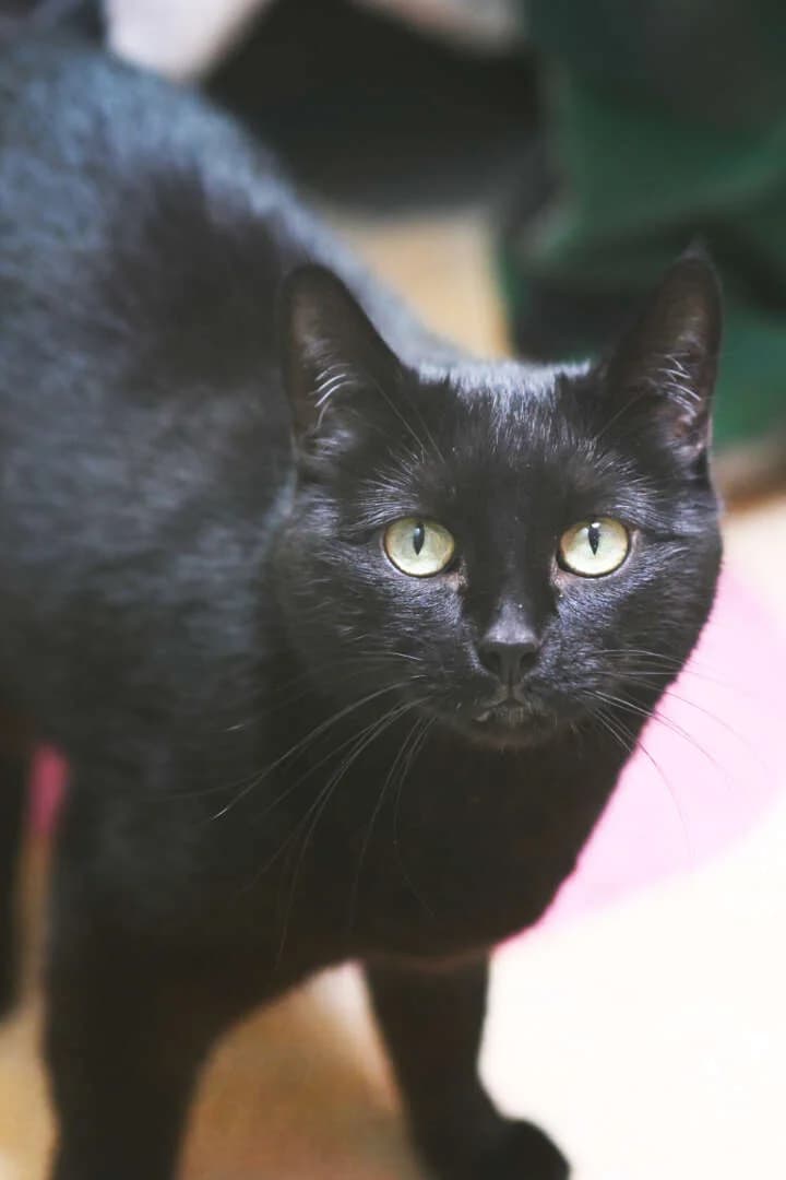 Misu, female 7yo European Shorthair for adoption at Tierheim Berlin Falkenberg, Berlin