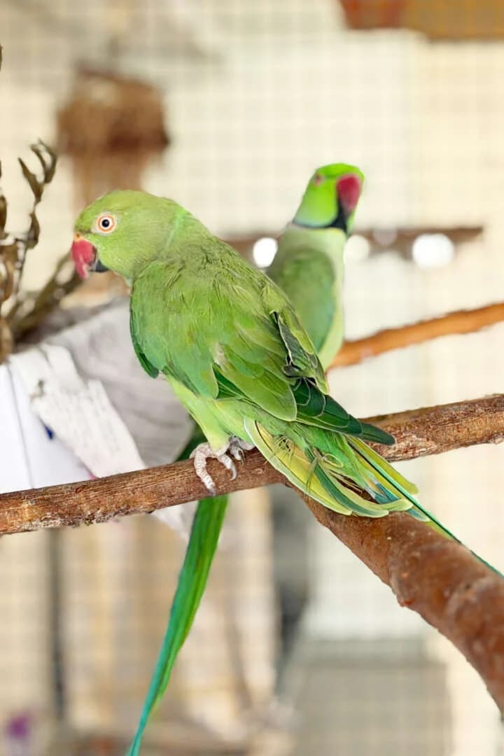 Fridoline & Opi, mixed breed for adoption at Tierheim Berlin Falkenberg, Berlin