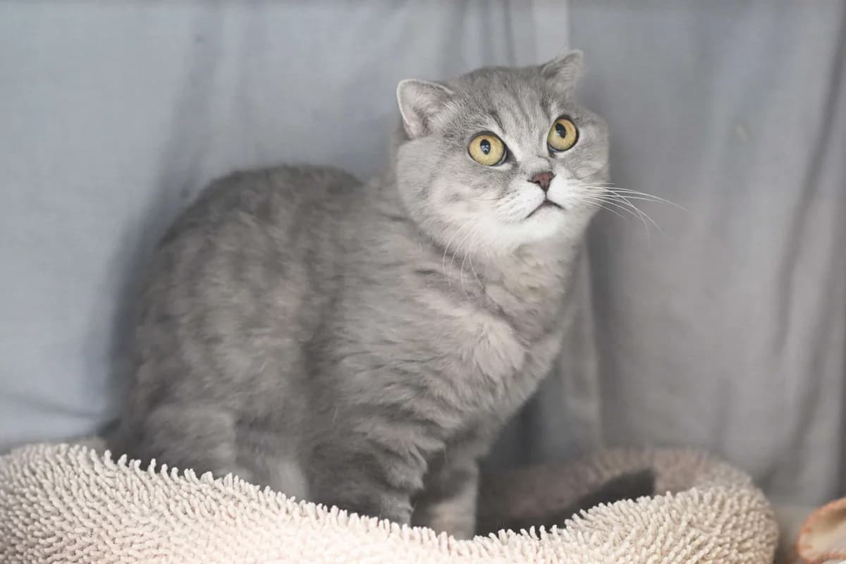 Majka, female Scottish Fold for adoption at Tierheim Berlin Falkenberg, Berlin