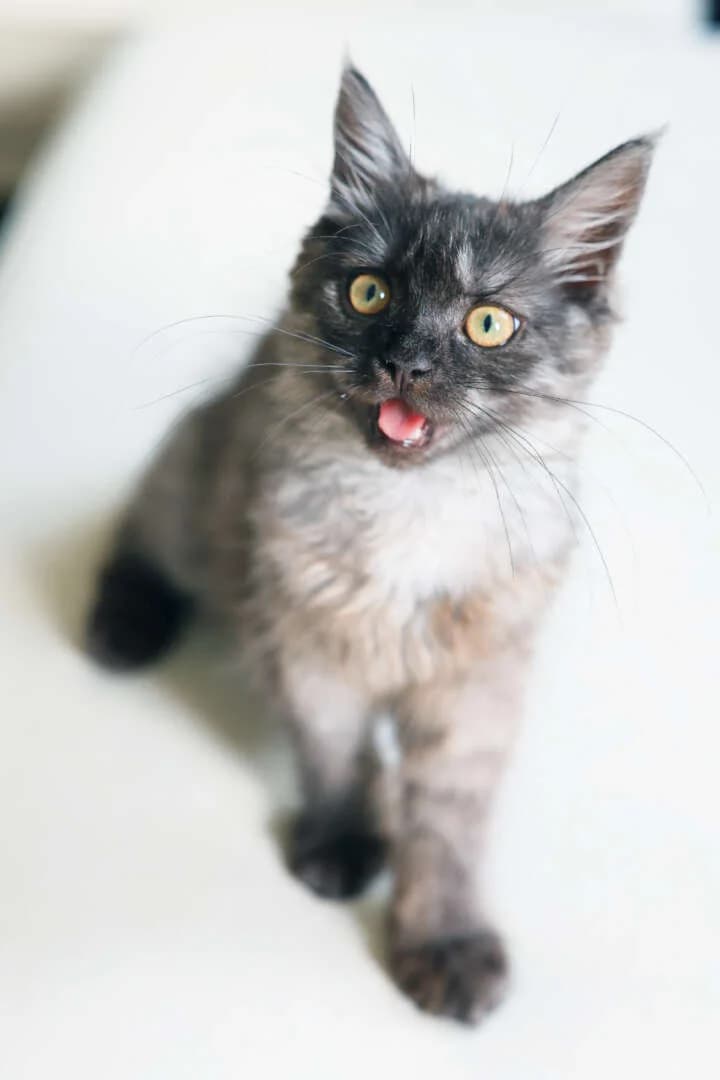 Würmchen, female puppy Maine Coon for adoption at Tierheim Berlin Falkenberg, Berlin
