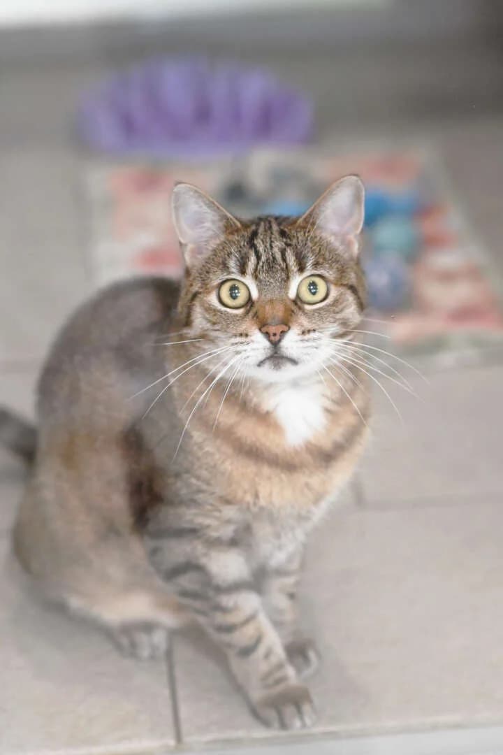 Henrietta, female European Shorthair for adoption at Tierheim Berlin Falkenberg, Berlin