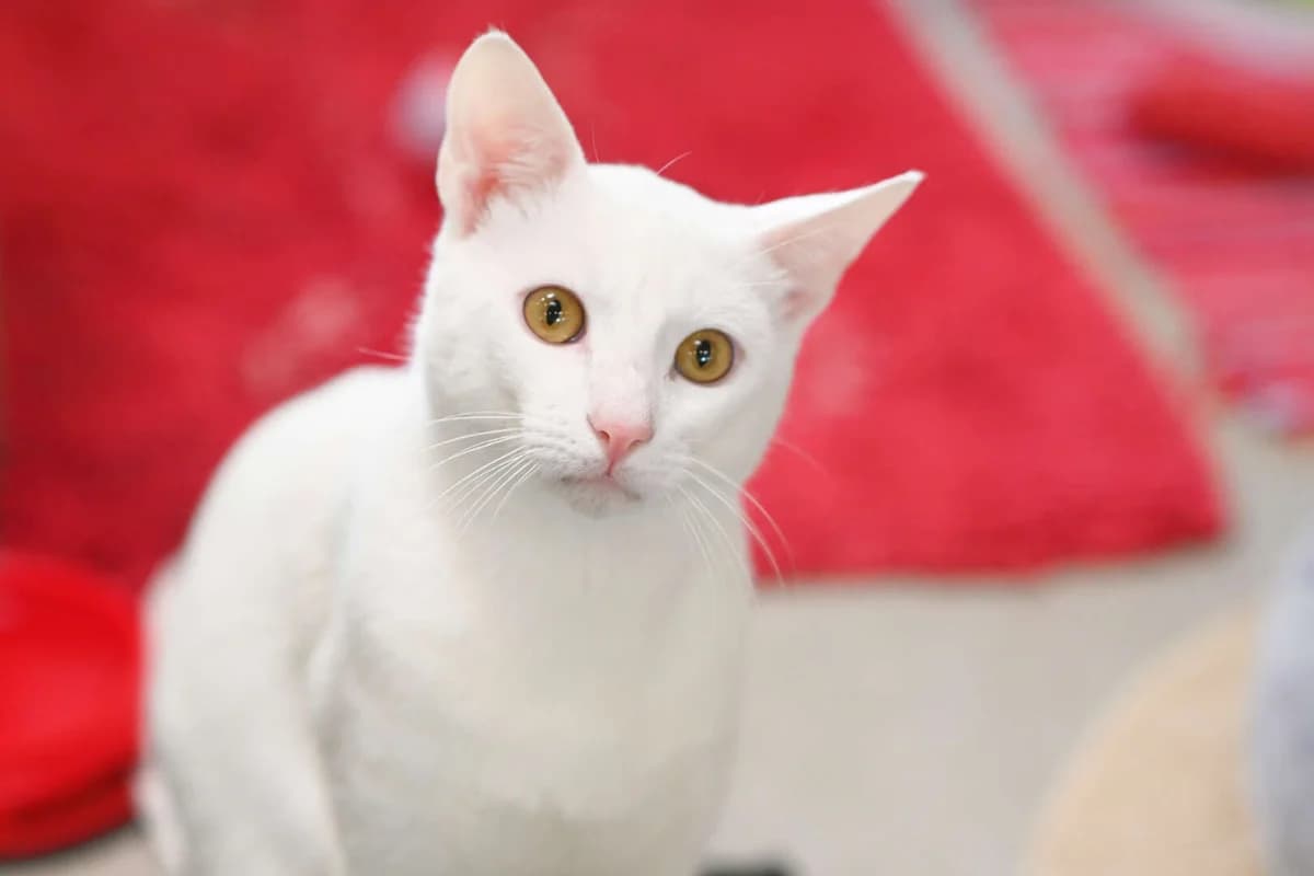 Sir James, male European Shorthair for adoption at Tierheim Berlin Falkenberg, Berlin