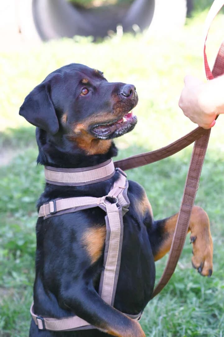 Zeus, male 4yo Rottweiler for adoption at Tierheim Berlin Falkenberg, Berlin