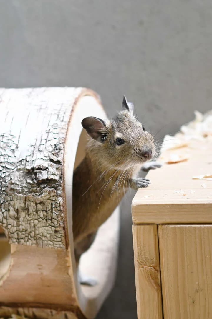 Degus weibl./männl, Degu for adoption at Tierheim Berlin Falkenberg, Berlin