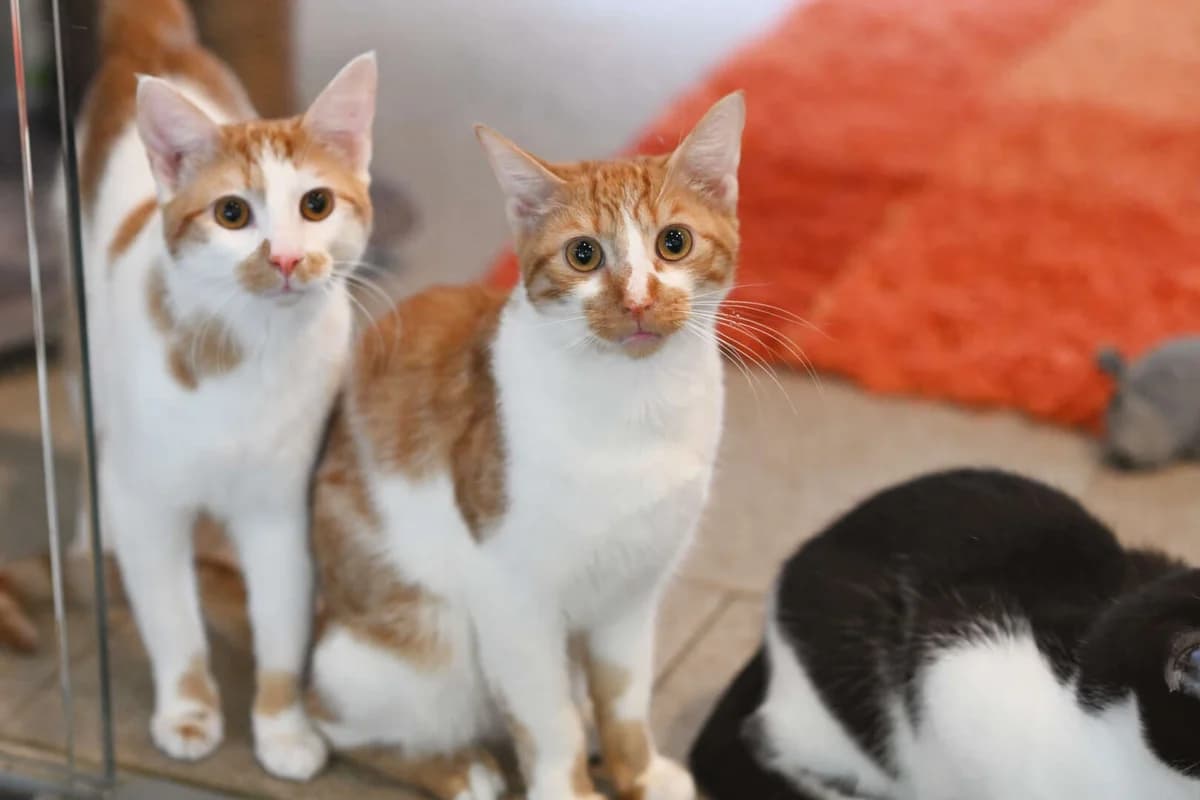 Sammy, Minosch & Vera, European Shorthair for adoption at Tierheim Berlin Falkenberg, Berlin