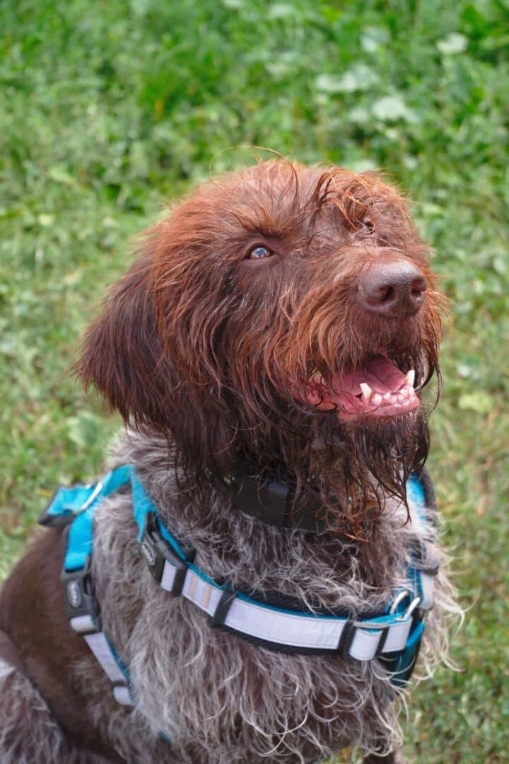 Ylva, weiร female 7yo mixed breed for adoption at Tierheim Berlin Falkenberg, Berlin