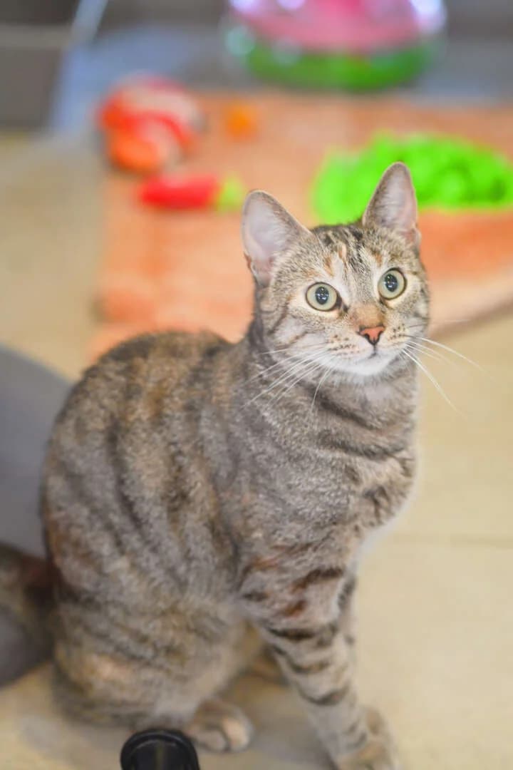 Kati, female European Shorthair for adoption at Tierheim Berlin Falkenberg, Berlin