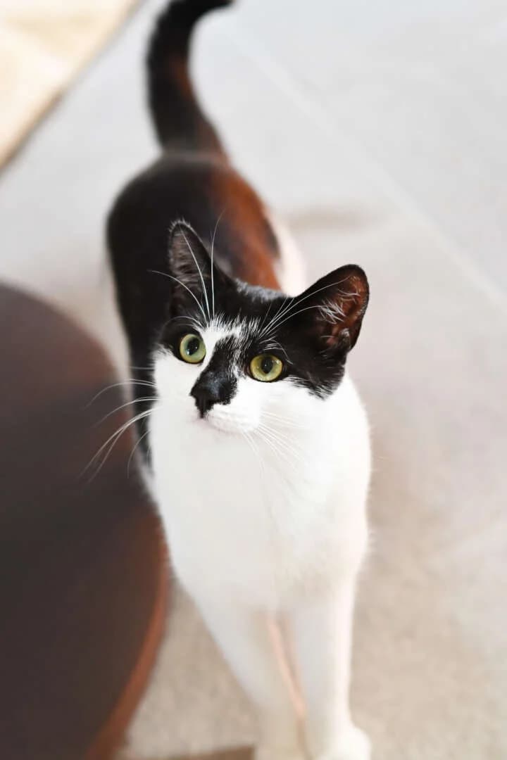 Luisa, female European Shorthair for adoption at Tierheim Berlin Falkenberg, Berlin