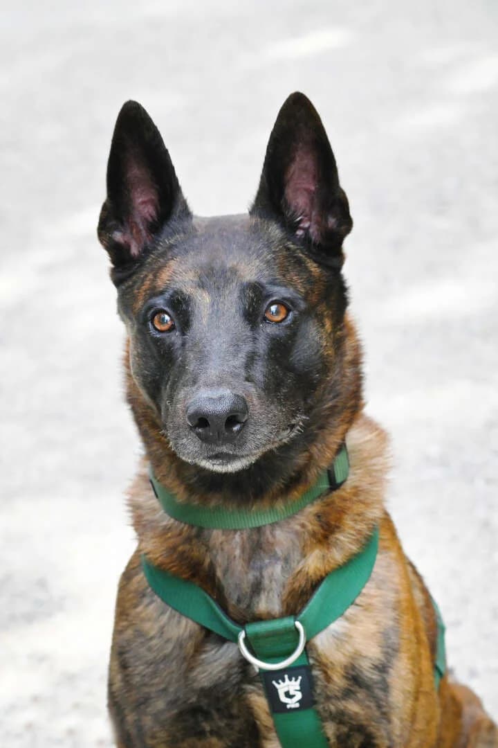 Apollo, male senior Belgian Malinois for adoption at Tierheim Berlin Falkenberg, Berlin