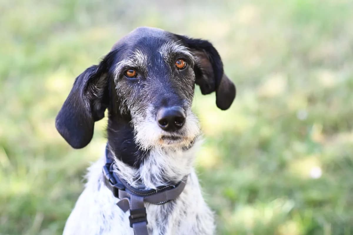 Grace, female 5yo German Shorthaired Pointer for adoption at Tierheim Berlin Falkenberg, Berlin