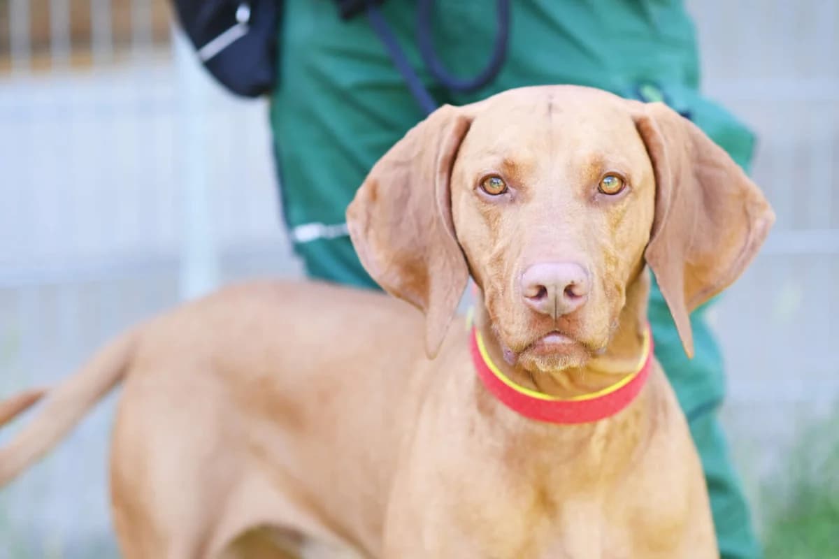 Bruno, male 5yo Vizsla for adoption at Tierheim Berlin Falkenberg, Berlin