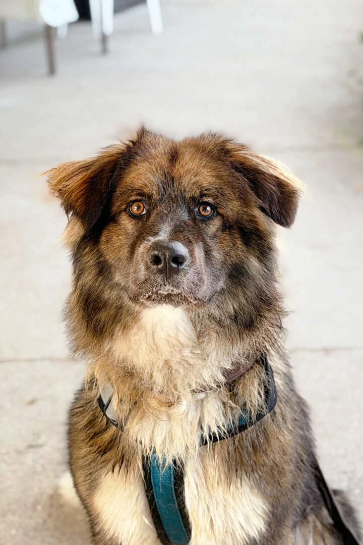 Anuschka, female young mixed breed for adoption at Tierheim Berlin Falkenberg, Berlin