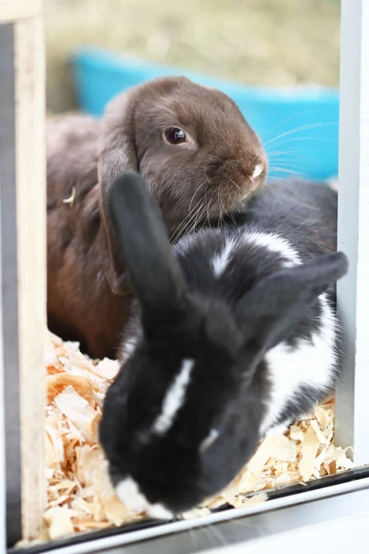 Glinda & Elphie, female mixed breed for adoption at Tierheim Berlin Falkenberg, Berlin