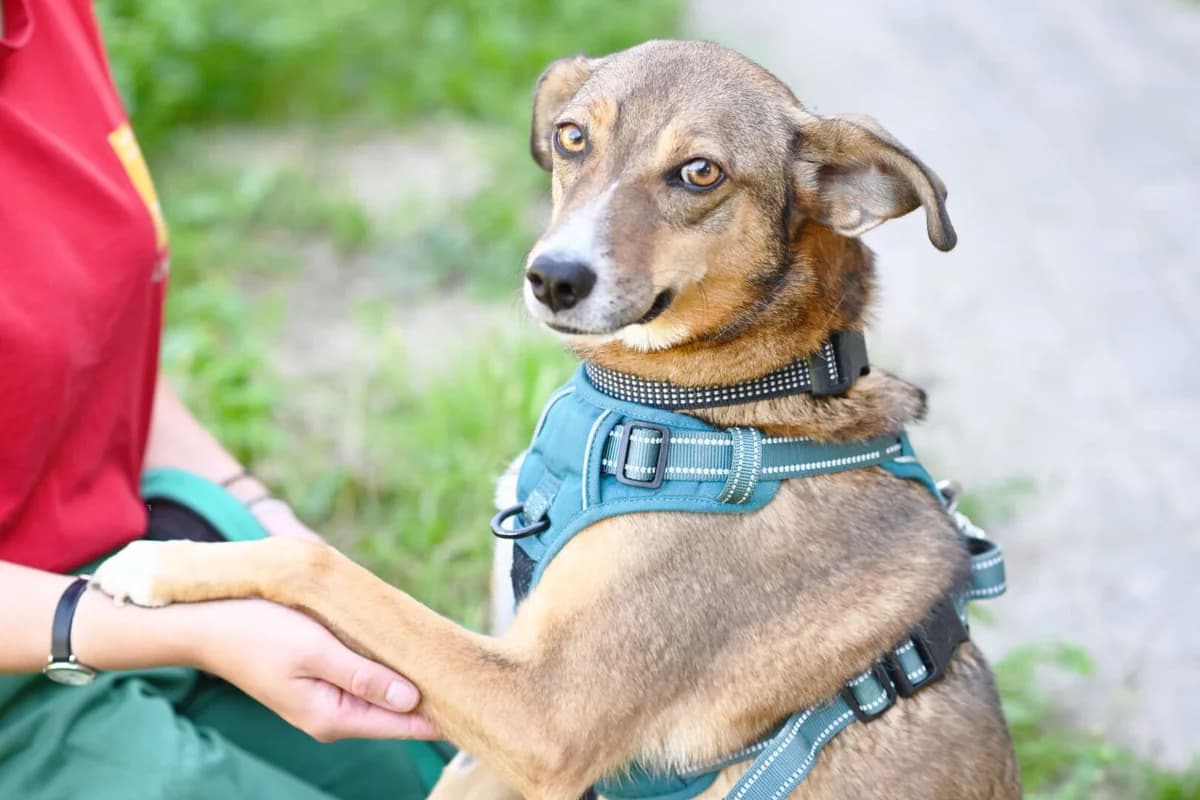 Clementine, female senior mixed breed for adoption at Tierheim Berlin Falkenberg, Berlin