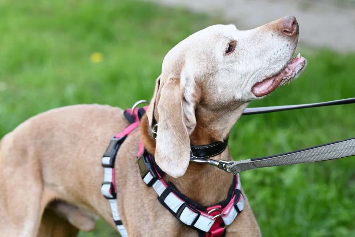 Anton, male Vizsla for adoption at Tierheim Berlin Falkenberg, Berlin