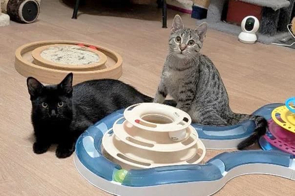Jette & Willi, getigert puppy European Shorthair for adoption at Tierheim Berlin Falkenberg, Berlin