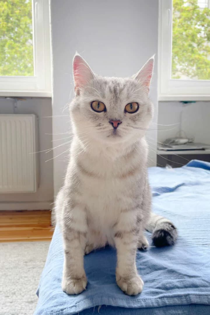 Chiko, male young British Shorthair for adoption at Tierheim Berlin Falkenberg, Berlin