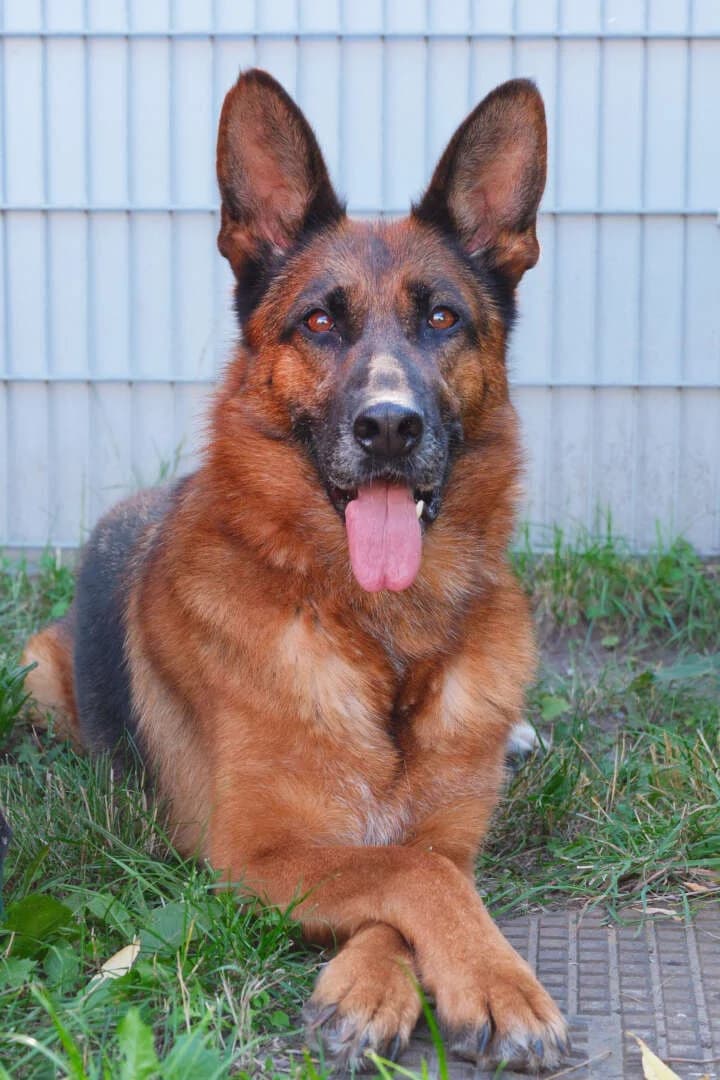 Ursel, female German Shepherd for adoption at Tierheim Berlin Falkenberg, Berlin