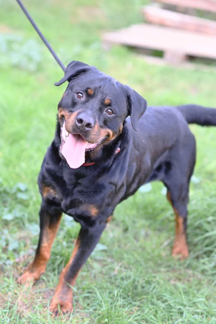 Poldi, male 7yo Rottweiler for adoption at Tierheim Berlin Falkenberg, Berlin