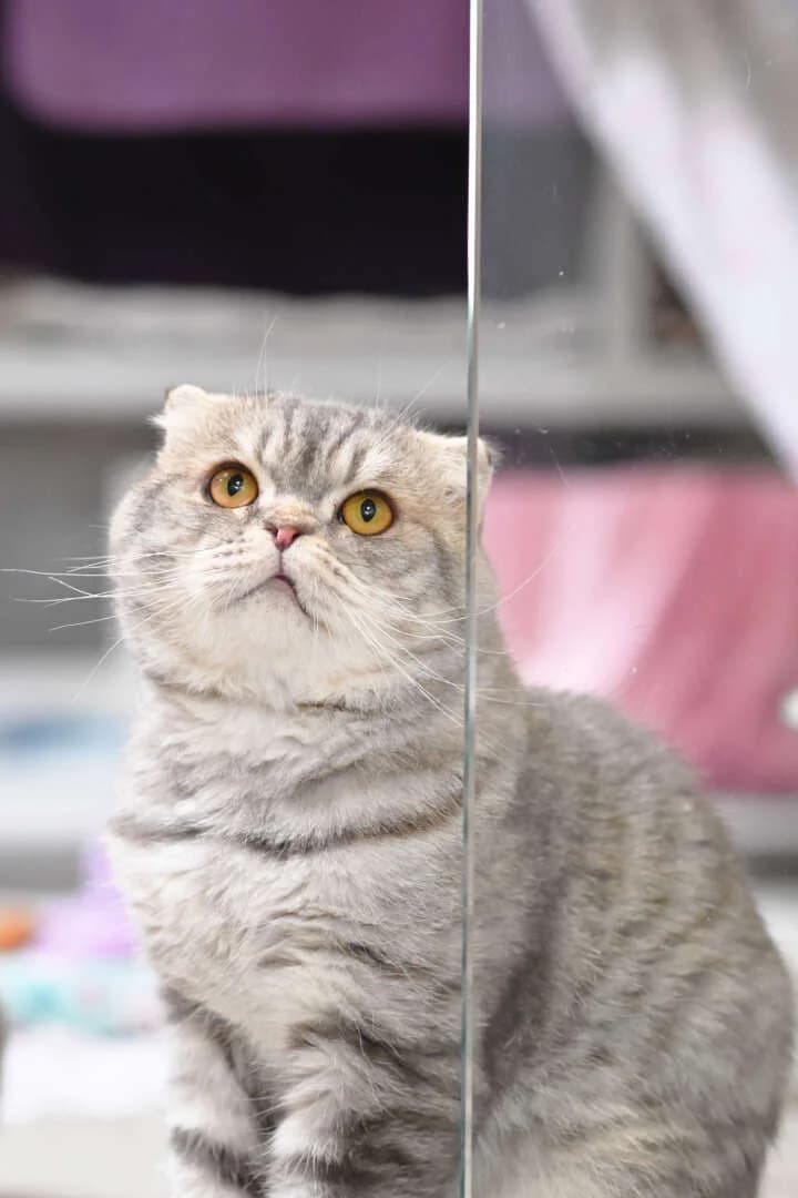 Pumba & Hrum, male young Scottish Fold for adoption at Tierheim Berlin Falkenberg, Berlin