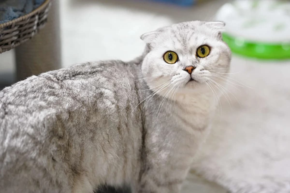 Olli & Pascha, male British Shorthair for adoption at Tierheim Berlin Falkenberg, Berlin
