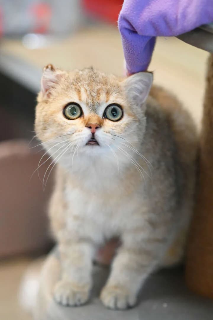 Puschkin, male Scottish Fold for adoption at Tierheim Berlin Falkenberg, Berlin