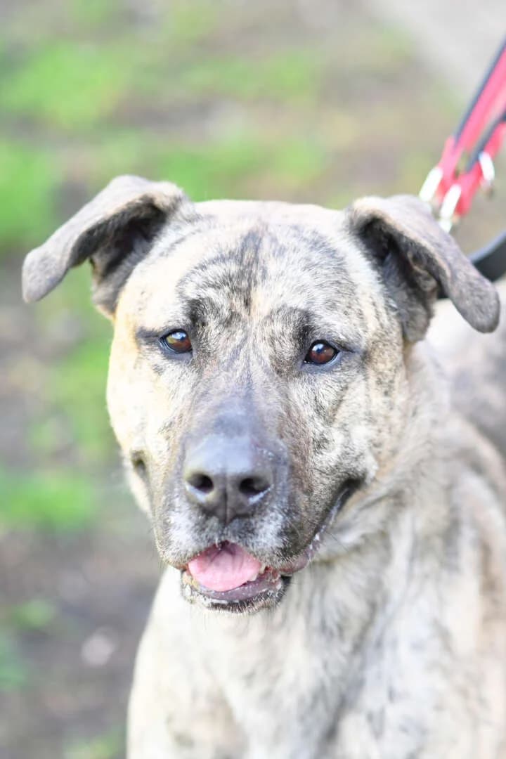 Ninia, female mixed breed for adoption at Tierheim Berlin Falkenberg, Berlin