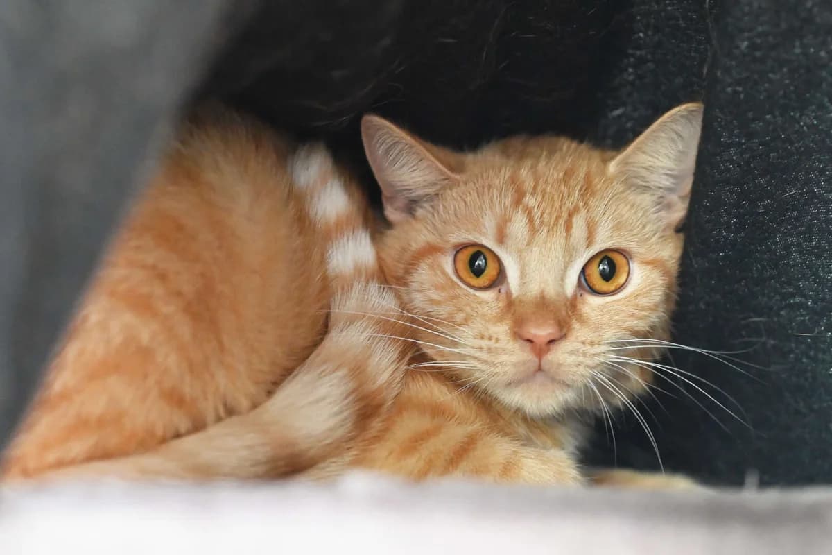 Hulk Hogan, male European Shorthair for adoption at Tierheim Berlin Falkenberg, Berlin